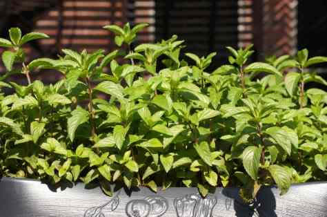 © 2013 REMCooks.com