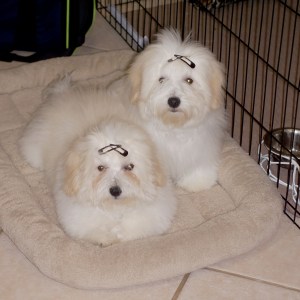 © 2014 REMCooks.com