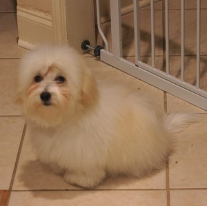 © 2014 REMCooks.com