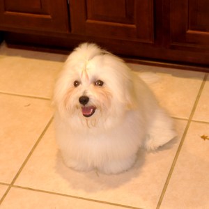 © 2014 REMCooks.com