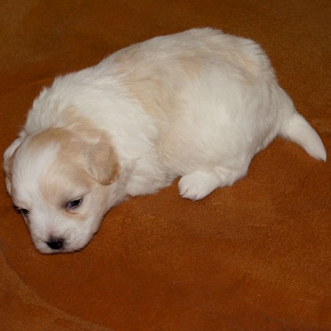 © 2014 REMCooks.com