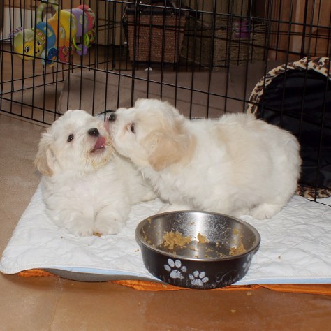 © 2014 REMCooks.com