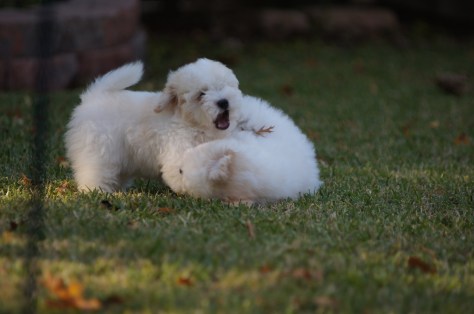 © 2014 REMCooks.com - Puppies at play