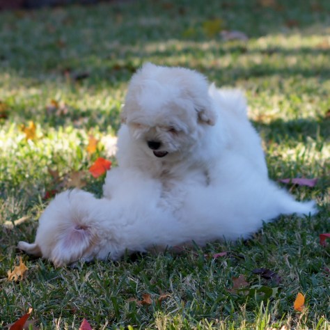 © 2014 REMCooks.com - play, play, play