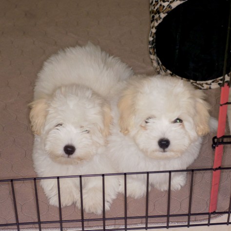 © 2014 REMCooks.com - Little cuties in their playpen because I'm cooking dinner