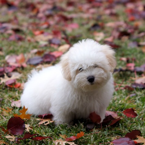 © 2014 REMCooks.com