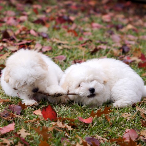 © 2014 REMCooks.com - the stick game ended in a tie